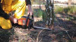 How Our Tree Care Process Works  in Rocky Point, NC