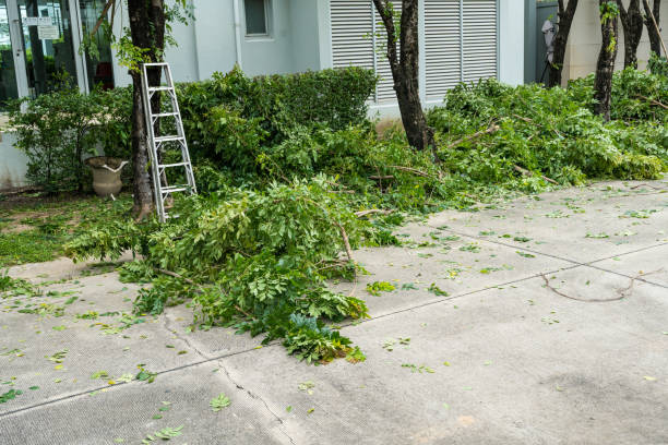 Best Fruit Tree Pruning  in Rocky Point, NC